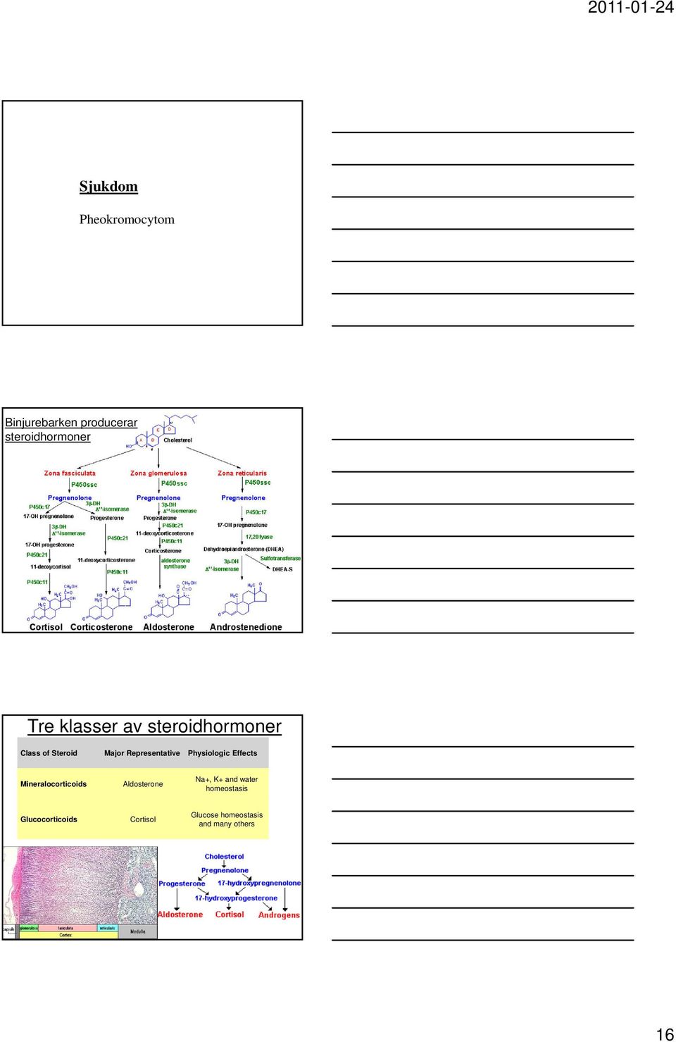 Physiologic Effects Mineralocorticoids Aldosterone Na+, K+ and water