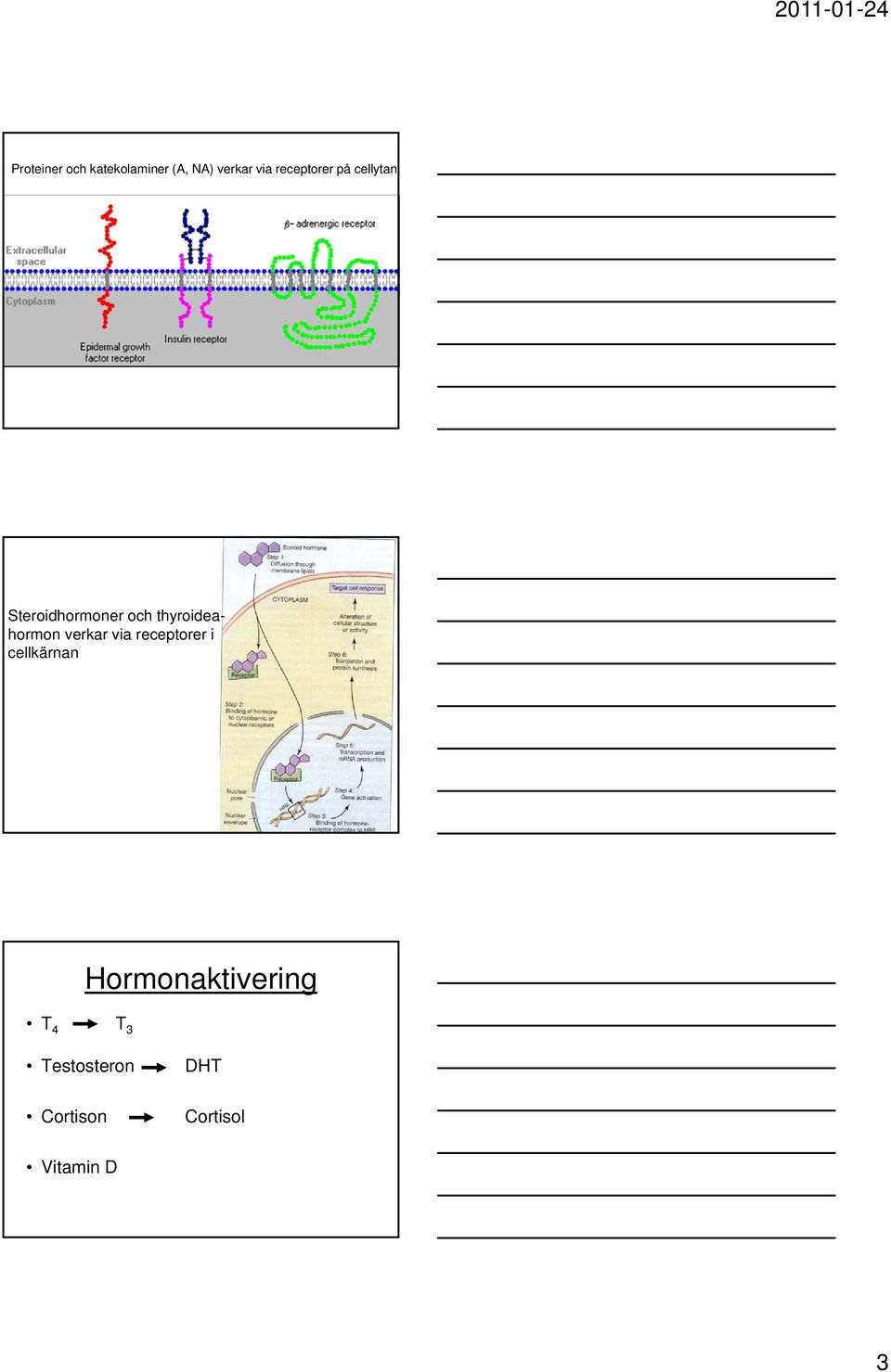 thyroideahormon verkar via receptorer i cellkärnan T