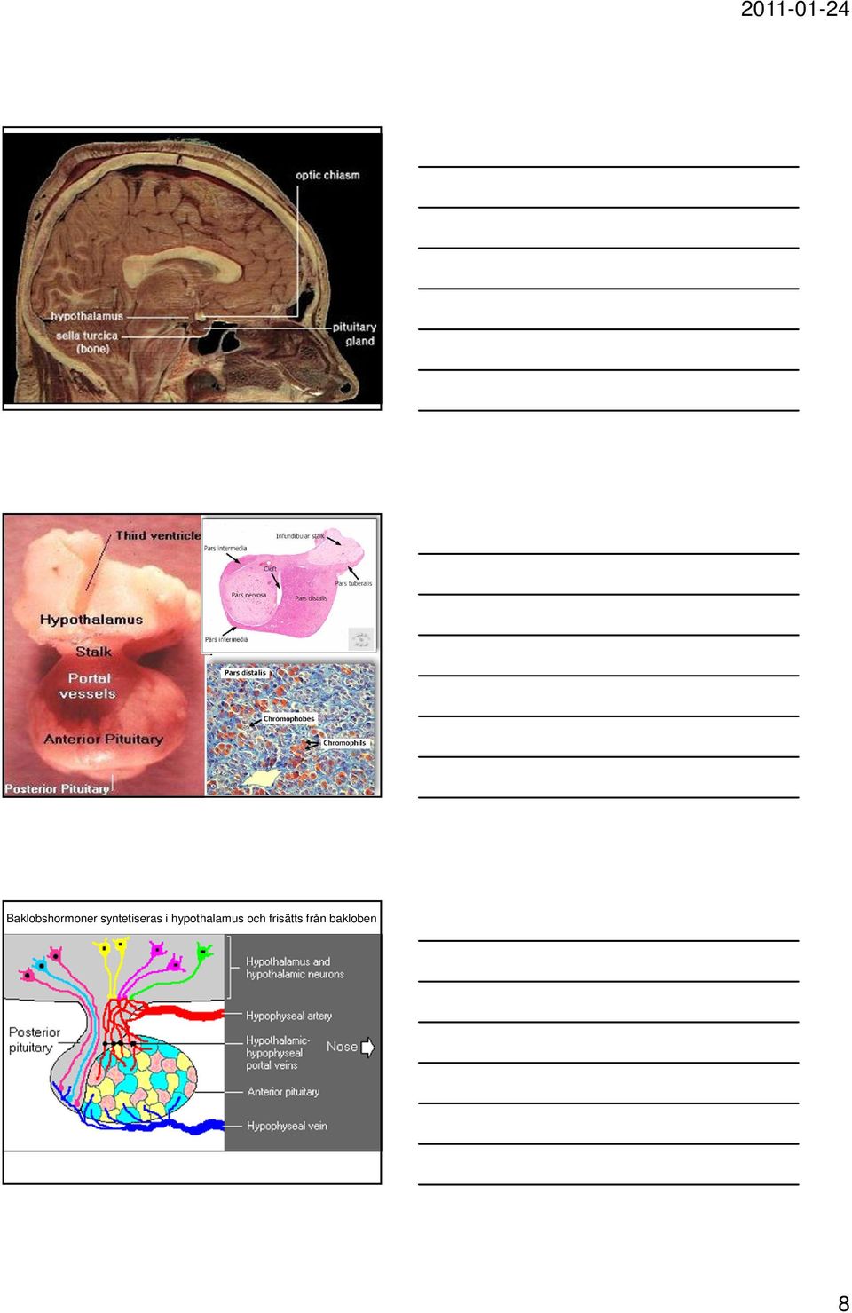 hypothalamus och