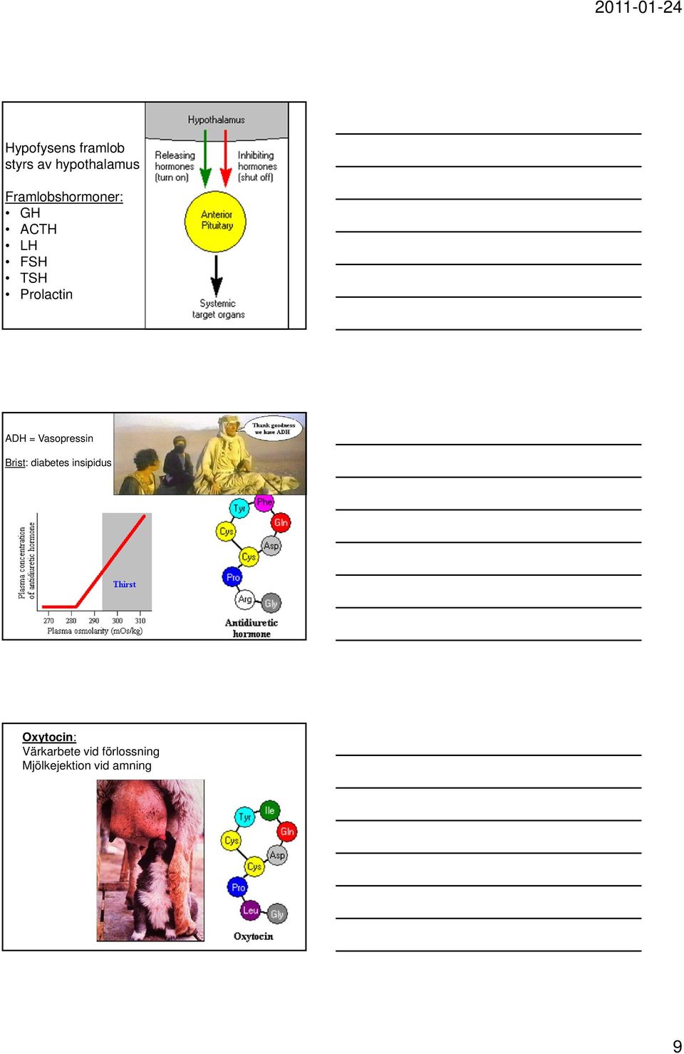 ADH = Vasopressin Brist: diabetes insipidus