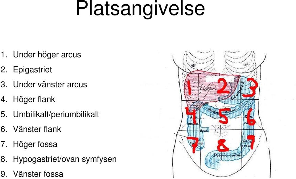 Höger flank 5. Umbilikalt/periumbilikalt 6.