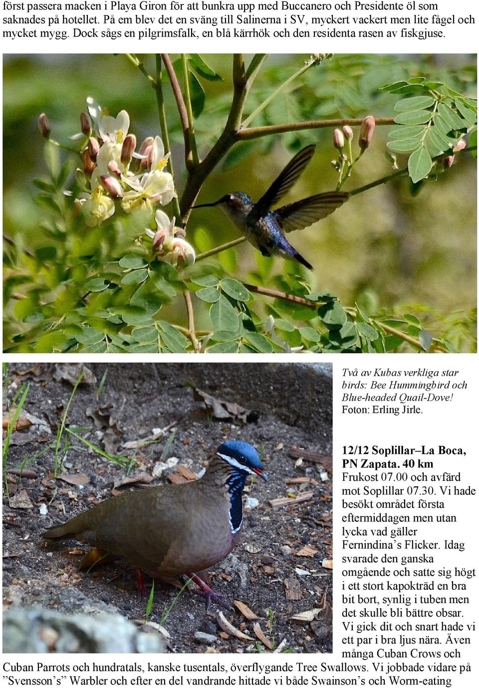 Två av Kubas verkliga star birds: Bee Hummingbird och Blue-headed Quail-Dove! Foton: Erling Jirle. 12/12 Soplillar La Boca, PN Zapata. 40 km Frukost 07.00 och avfärd mot Soplillar 07.30.