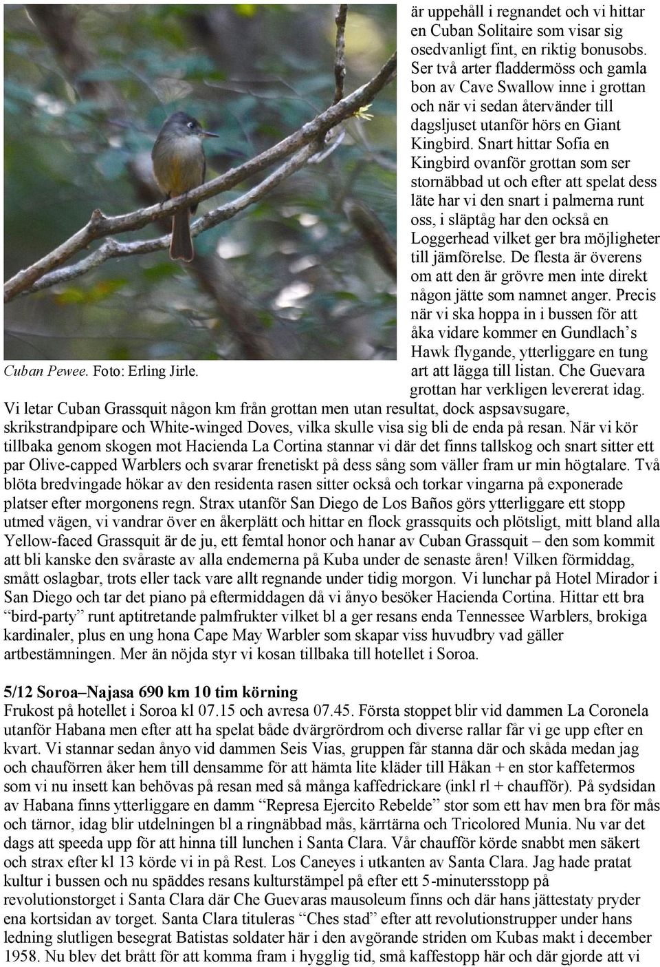 Snart hittar Sofia en Kingbird ovanför grottan som ser stornäbbad ut och efter att spelat dess läte har vi den snart i palmerna runt oss, i släptåg har den också en Loggerhead vilket ger bra