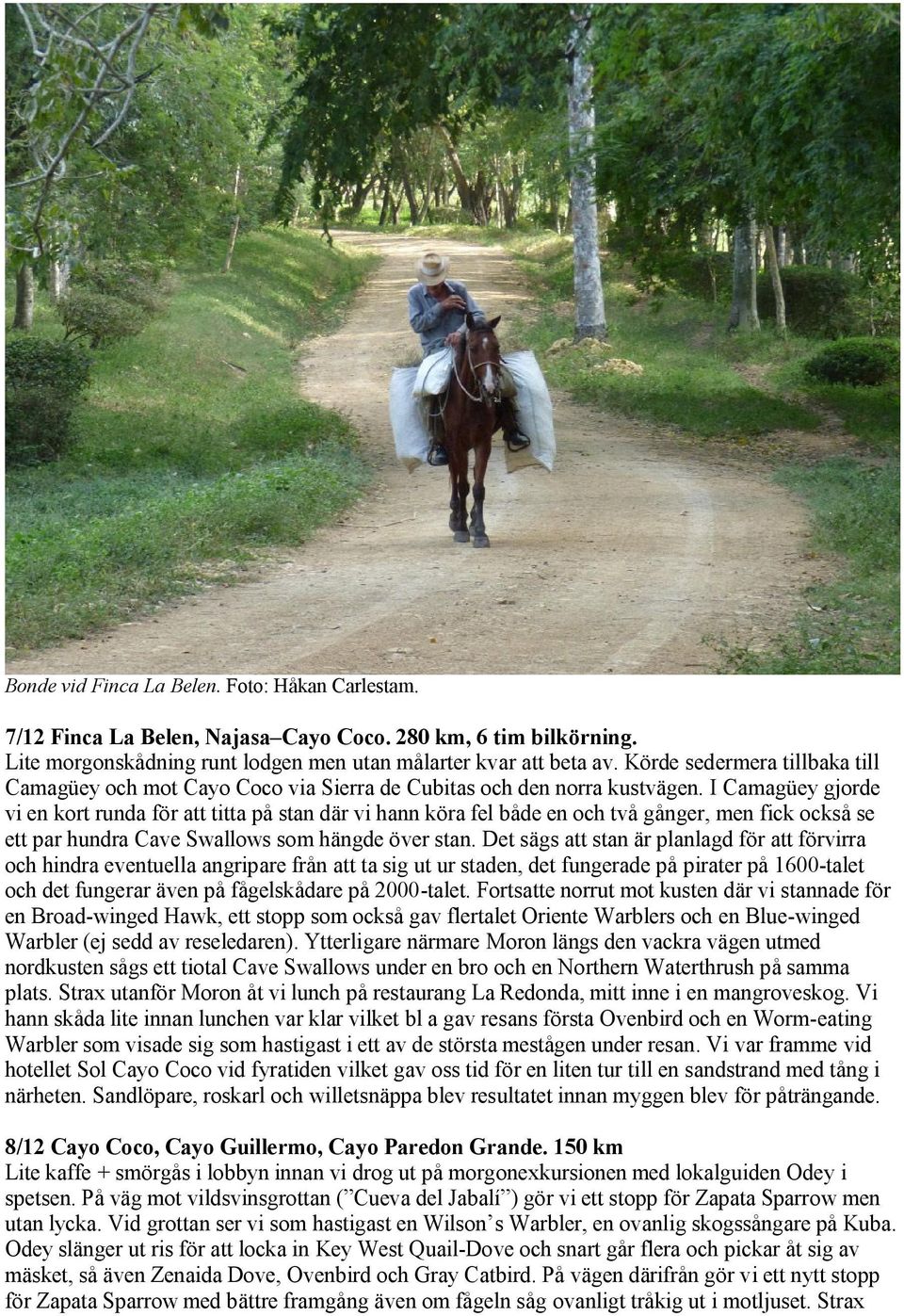 I Camagüey gjorde vi en kort runda för att titta på stan där vi hann köra fel både en och två gånger, men fick också se ett par hundra Cave Swallows som hängde över stan.