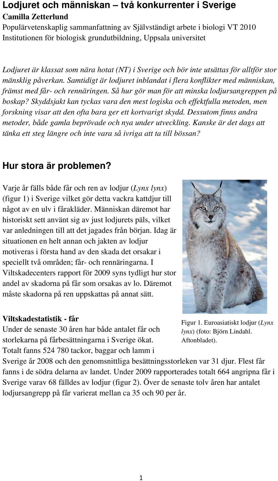 Samtidigt är lodjuret inblandat i flera konflikter med människan, främst med får- och rennäringen. Så hur gör man för att minska lodjursangreppen på boskap?