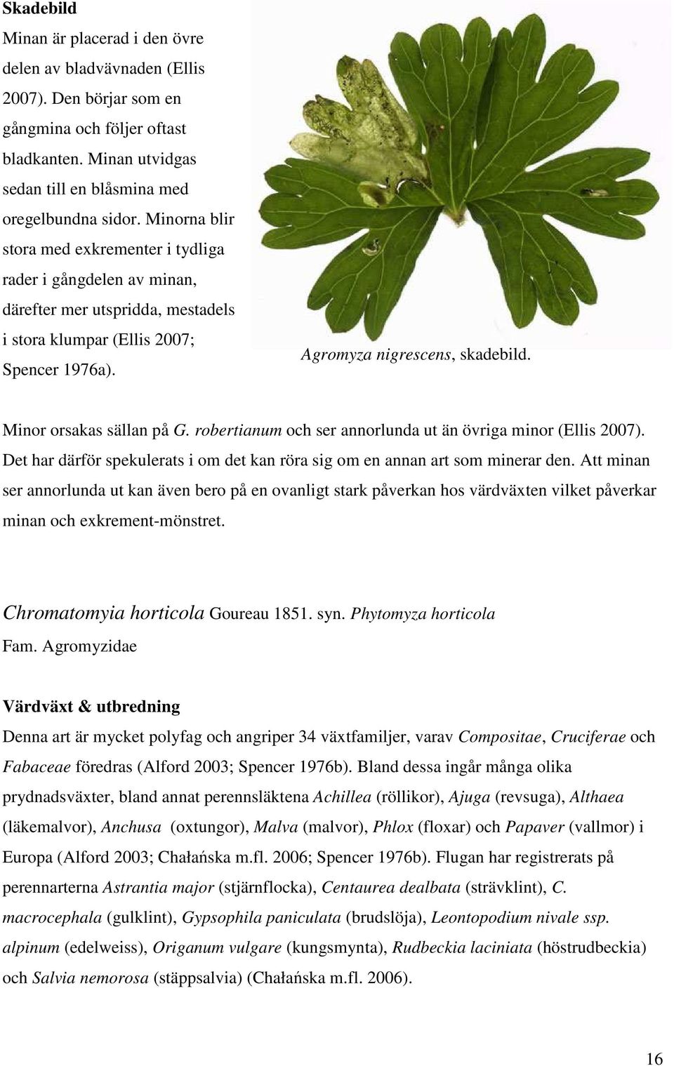 Minor orsakas sällan på G. robertianum och ser annorlunda ut än övriga minor (Ellis 2007). Det har därför spekulerats i om det kan röra sig om en annan art som minerar den.