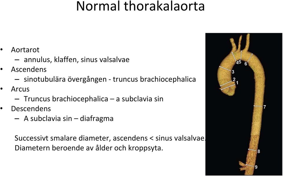 brachiocephalica a subclavia sin Descendens A subclavia sin diafragma
