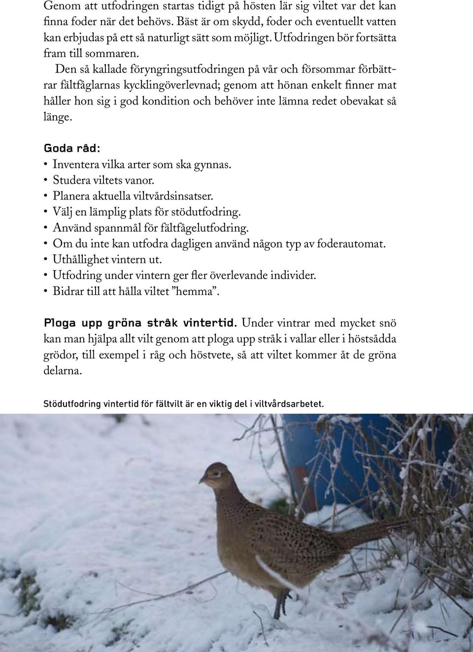 Den så kallade föryngringsutfodringen på vår och försommar förbättrar fältfåglarnas kycklingöverlevnad; genom att hönan enkelt finner mat håller hon sig i god kondition och behöver inte lämna redet