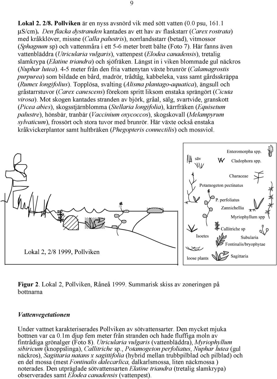 bälte (Foto 7). Här fanns även vattenbläddra (Utricularia vulgaris), vattenpest (Elodea canadensis), tretalig slamkrypa (Elatine triandra) och sjöfräken.