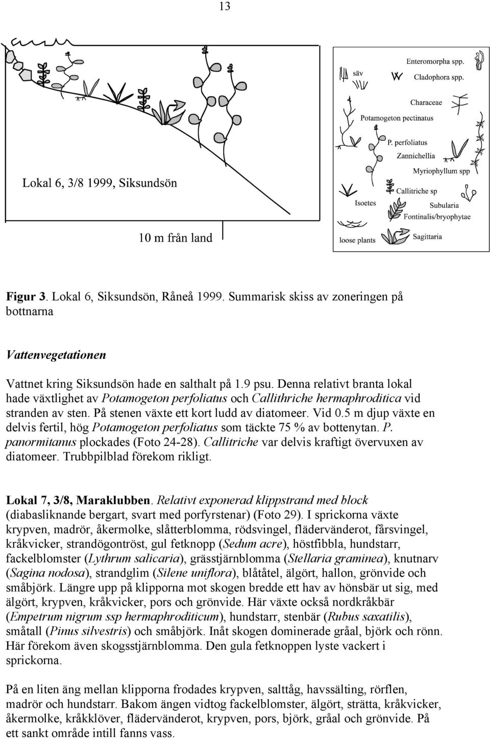 5 m djup växte en delvis fertil, hög Potamogeton perfoliatus som täckte 75 % av bottenytan. P. panormitanus plockades (Foto 24-28). Callitriche var delvis kraftigt övervuxen av diatomeer.