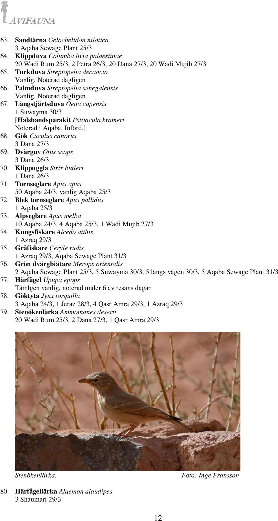 Långstjärtsduva Oena capensis 1 Suwayma 30/3 [Halsbandsparakit Psittacula krameri Noterad i Aqaba. Införd.] 68. Gök Cuculus canorus 3 Dana 27/3 69. Dvärguv Otus scops 3 Dana 26/3 70.