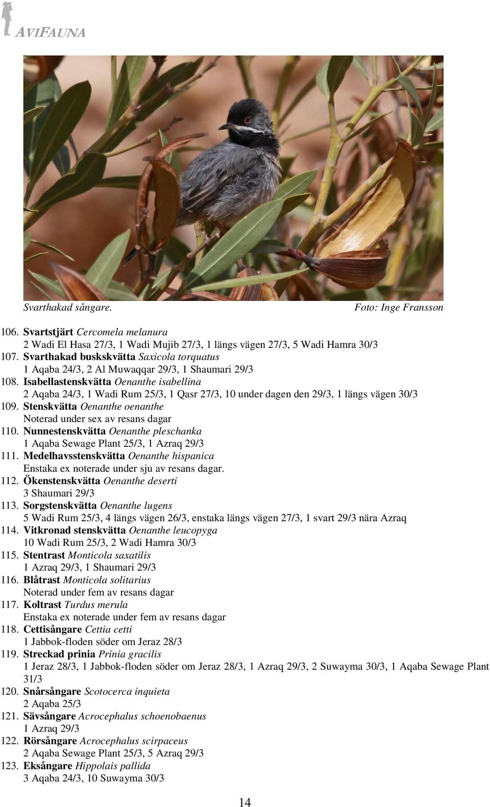 Isabellastenskvätta Oenanthe isabellina 2 Aqaba 24/3, 1 Wadi Rum 25/3, 1 Qasr 27/3, 10 under dagen den 29/3, 1 längs vägen 30/3 109.