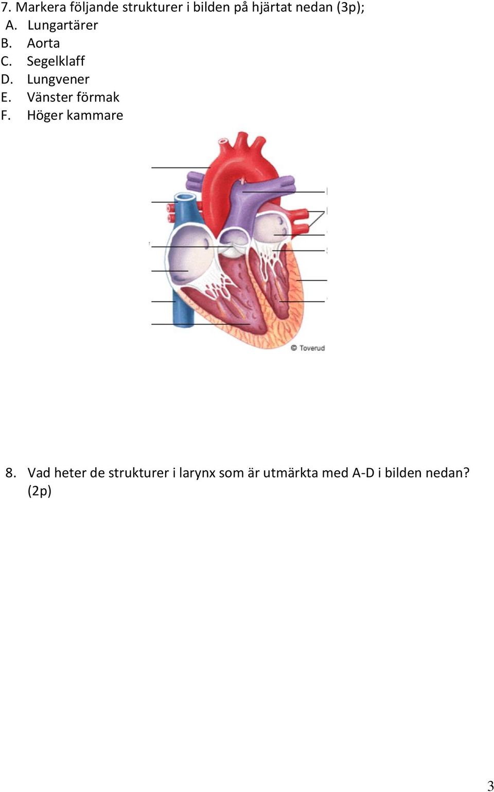 Lungvener E. Vänster förmak F. Höger kammare 8.