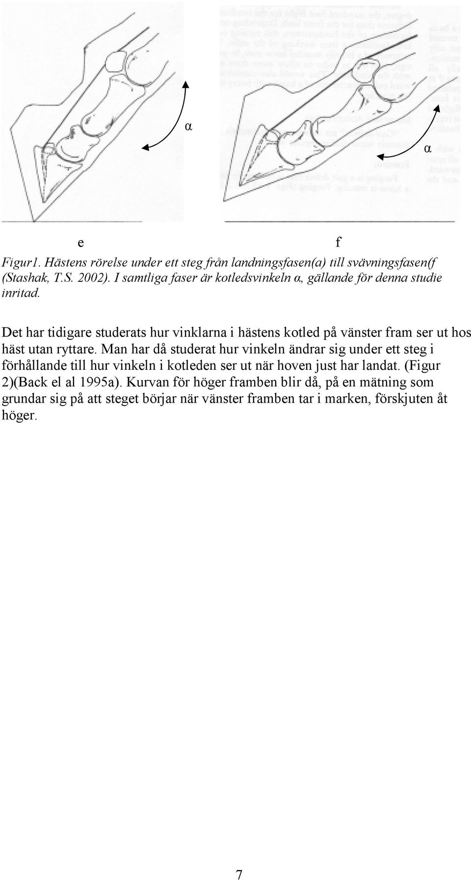 f Det har tidigare studerats hur vinklarna i hästens kotled på vänster fram ser ut hos häst utan ryttare.
