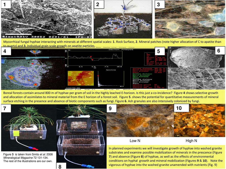 Figure 4 shows selective growth and allocation of assimilates to mineral material from the E horizon of a forest soil. Figure 5.