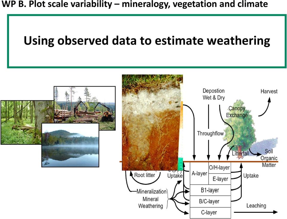 vegetation and climate