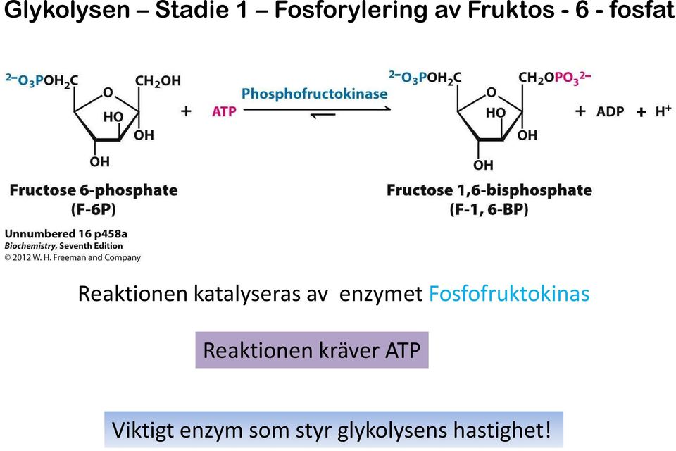 av enzymet Fosfofruktokinas Reaktionen