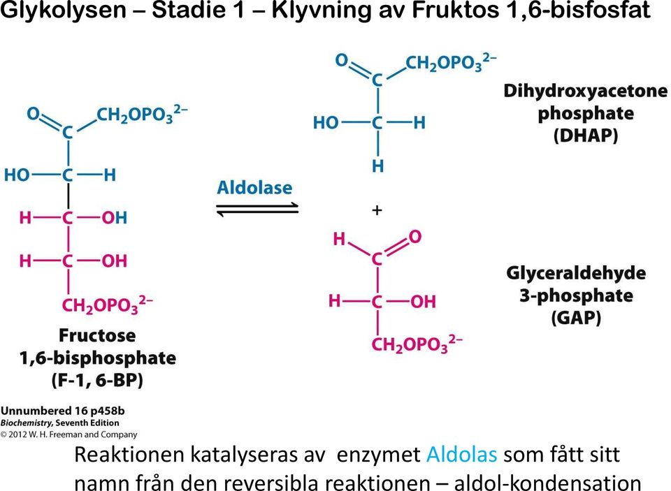 enzymet Aldolassom fått sitt namn från