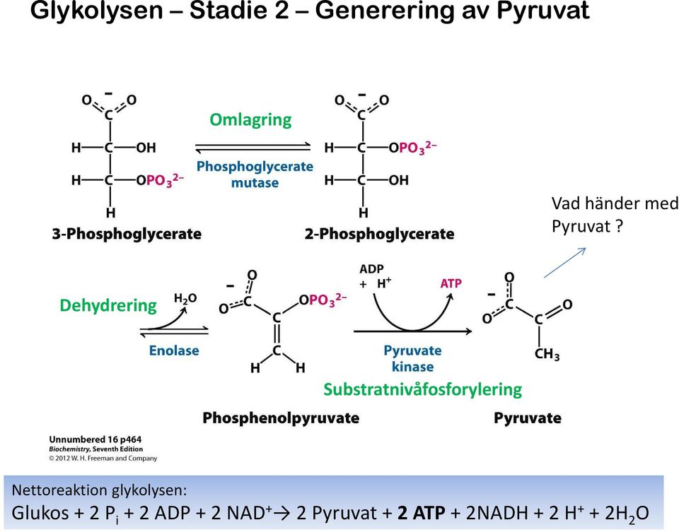 Dehydrering Substratnivåfosforylering Nettoreaktion