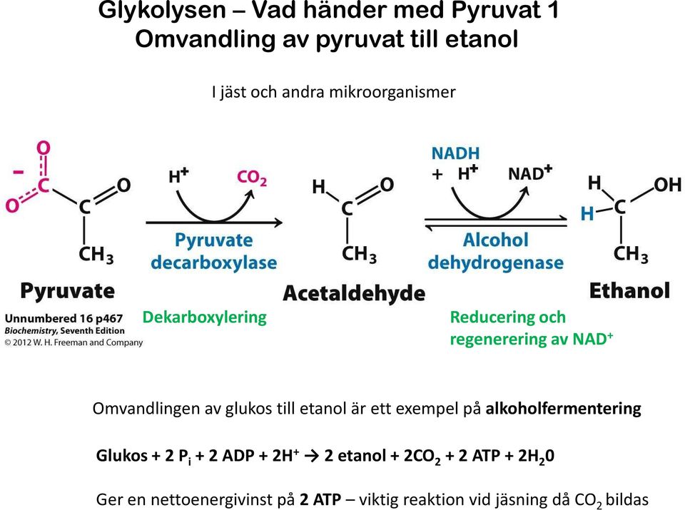 till etanol är ett exempel på alkoholfermentering Glukos + 2 P i + 2 ADP + 2H + 2 etanol +