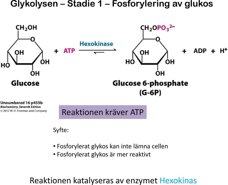 kan inte lämna cellen Fosforyleratglykos är mer