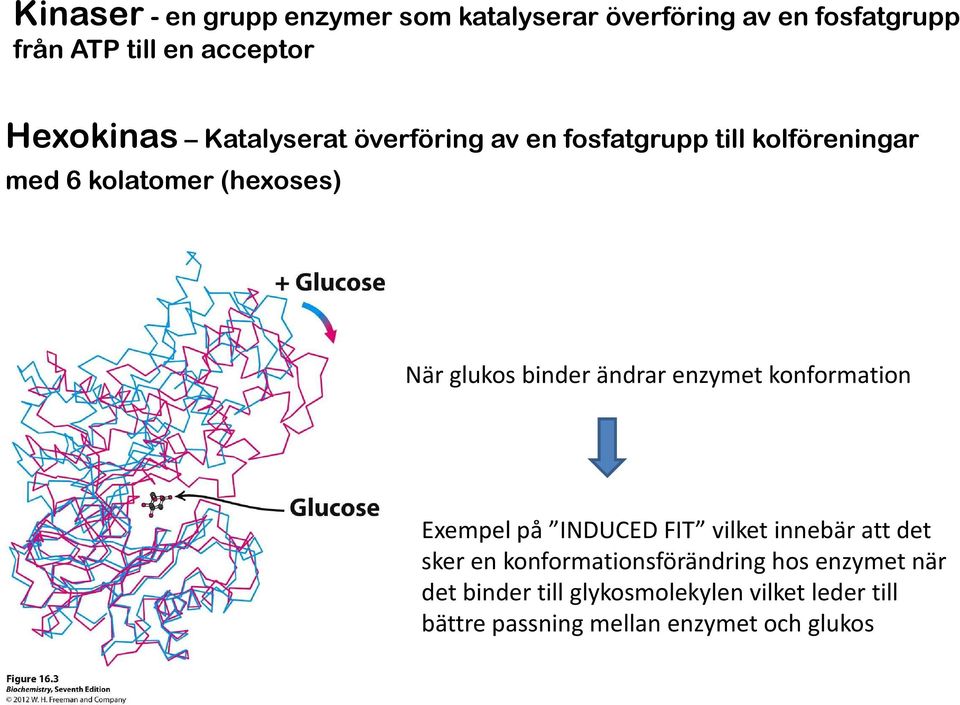 binder ändrar enzymet konformation Exempel på INDUCED FIT vilket innebär att det sker en