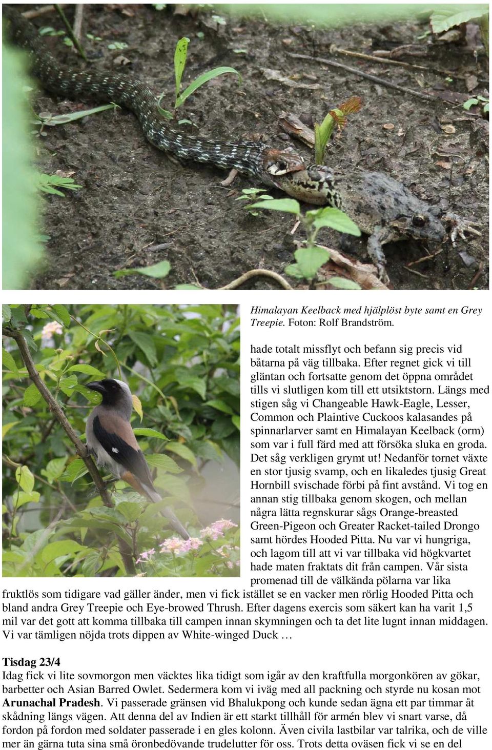 Längs med stigen såg vi Changeable Hawk-Eagle, Lesser, Common och Plaintive Cuckoos kalasandes på spinnarlarver samt en Himalayan Keelback (orm) som var i full färd med att försöka sluka en groda.