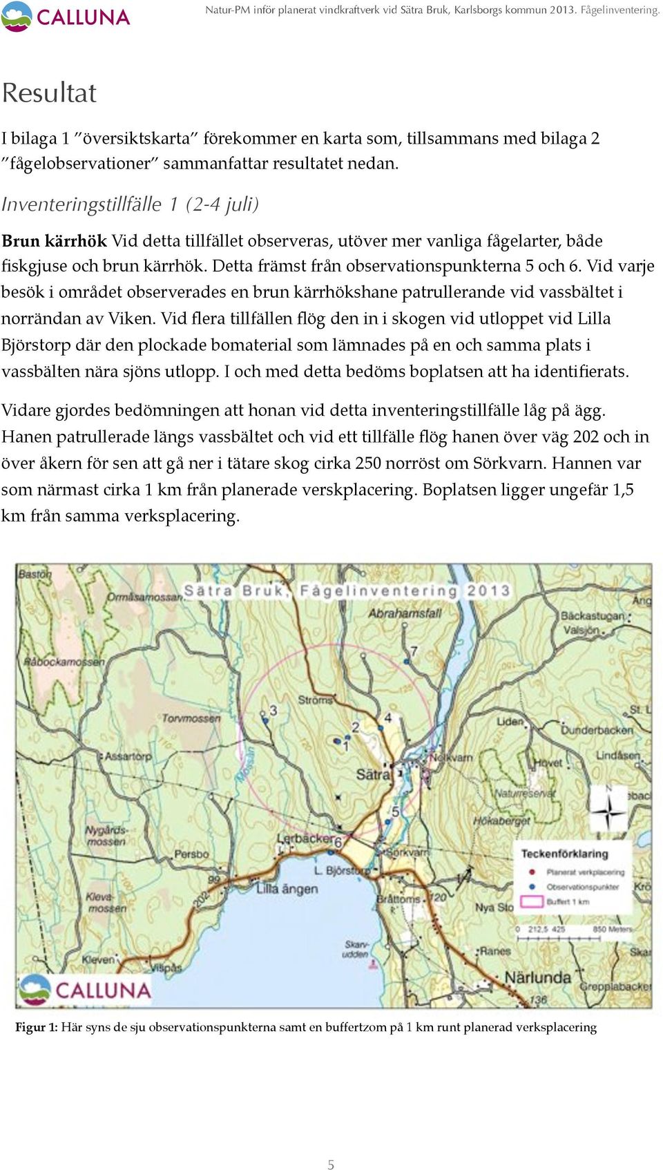 Vid varje besök i området observerades en brun kärrhökshane patrullerande vid vassbältet i norrändan av Viken.