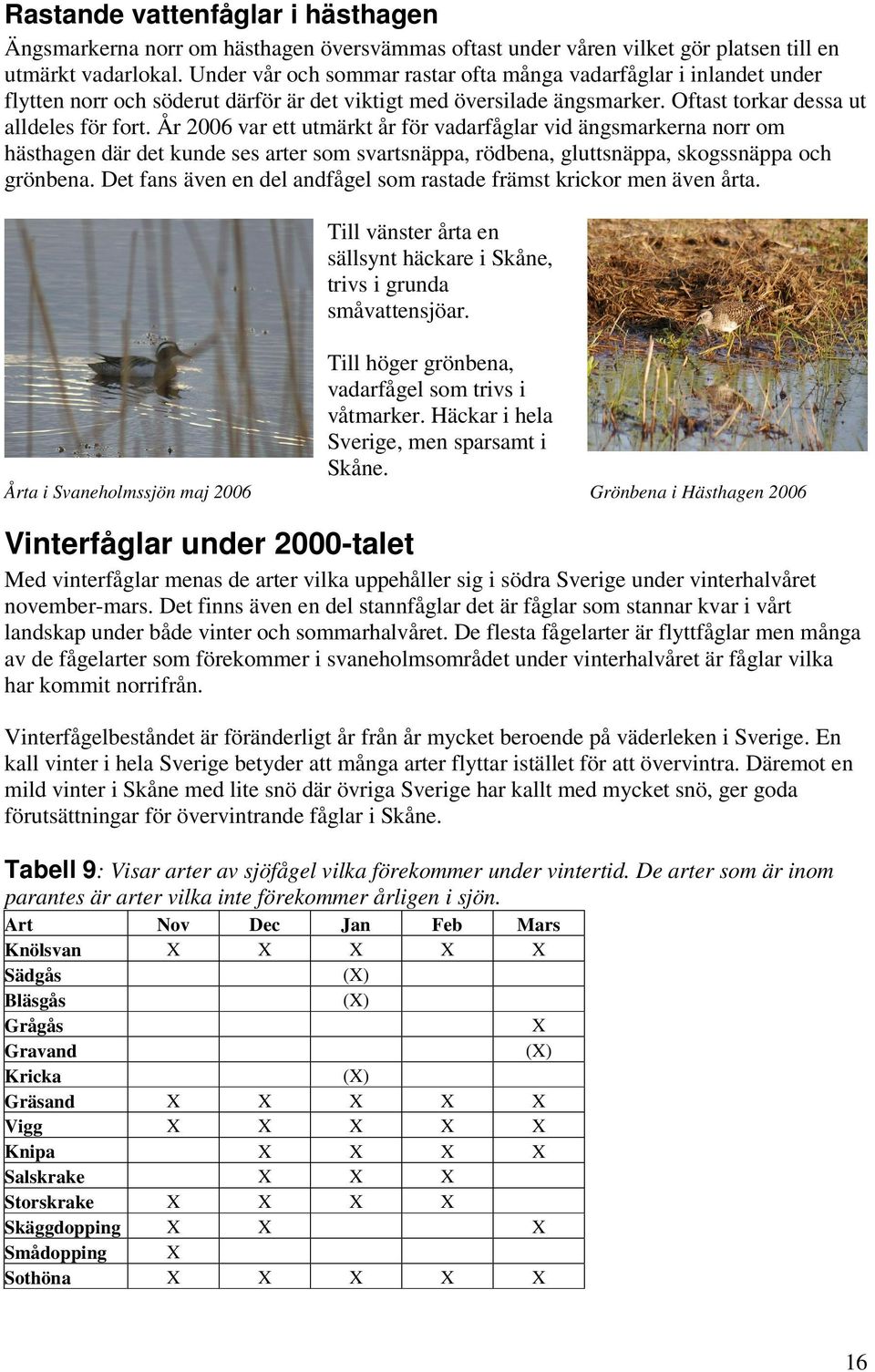 År 2006 var ett utmärkt år för vadarfåglar vid ängsmarkerna norr om hästhagen där det kunde ses arter som svartsnäppa, rödbena, gluttsnäppa, skogssnäppa och grönbena.