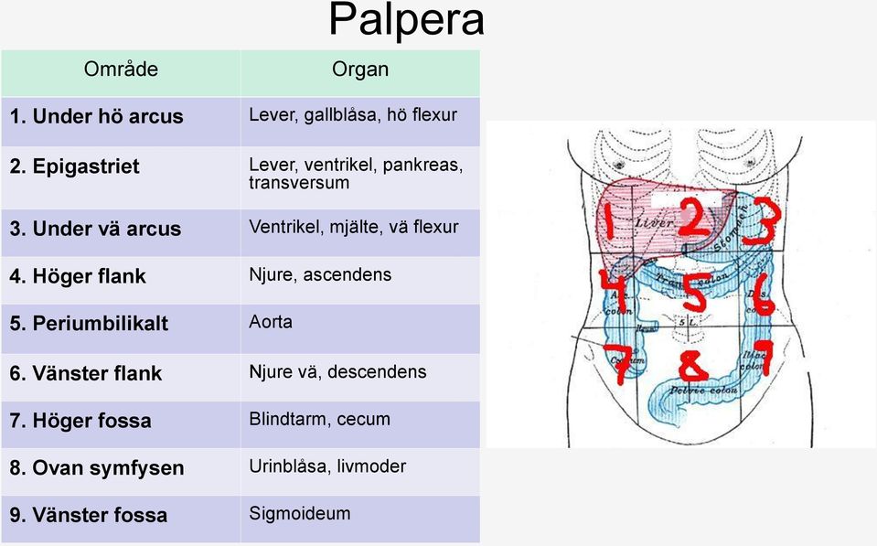 Höger 4. Höger flank flank: Njure, Njure, ascendens ascendens 5. Periumbilikalt 5. Umbilikalt/periumbilikalt: Aorta Aorta 6. Vänster flank: Njure vä, descendens 6. Vänster 7.