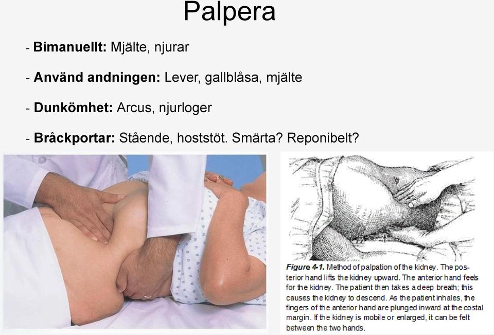 mjälte - Dunkömhet: Arcus, njurloger -