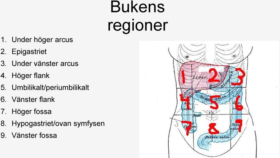 Umbilikalt/periumbilikalt 6. Vänster flank 7.
