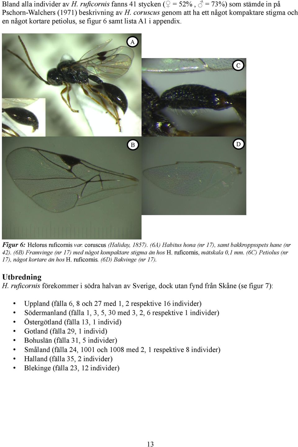 (6A) Habitus hona (nr 7), samt bakkroppsspets hane (nr 4). (6B) Framvinge (nr 7) med något kompaktare stigma än hos H. ruficornis, mätskala, mm. (6C) Petiolus (nr 7), något kortare än hos H.