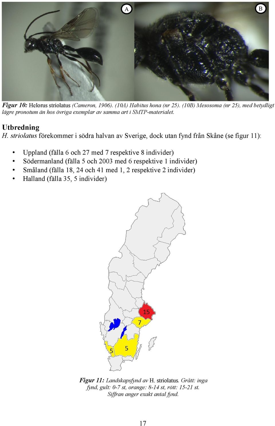 striolatus förekommer i södra halvan av Sverige, dock utan fynd från Skåne (se figur ): (fälla 6 och 7 med 7 respektive 8 individer) (fälla 5 och