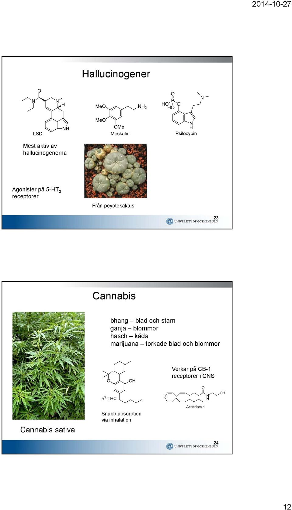 blommor hasch kåda marijuana torkade blad och blommor H Verkar på