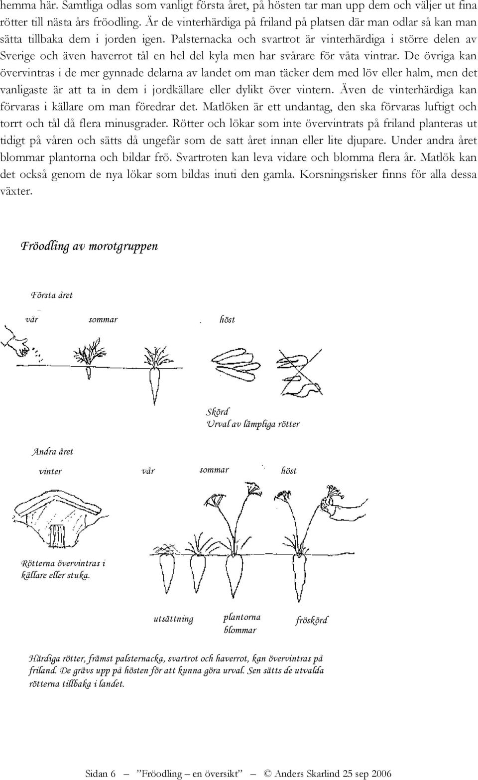 Palsternacka och svartrot är vinterhärdiga i större delen av Sverige och även haverrot tål en hel del kyla men har svårare för våta vintrar.