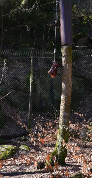 Figur 1. Visningshägnen för lodjuren. De röda markeringarna visar områdena där deras beteenden observerades runt berikningarna.