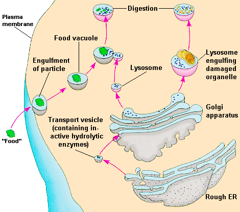 Lysosomen Innehåller enzymer som bryter ner alla typer av biomolekyler (proteiner, fetter, kolhydrater,