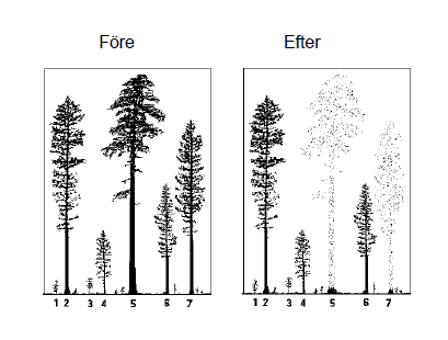 Naturkultur Naturkultur går i första hand ut på att optimera värdeavkastningen genom att ge enskilda träd optimala förutsättningar Träd som ger för låg förräntning tas bort De träd som kan ge högst
