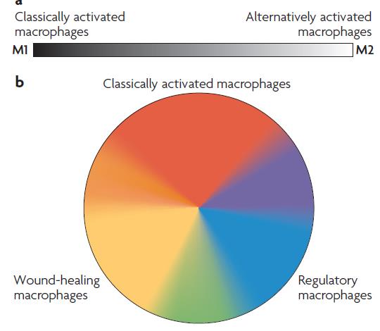 Anti-TAM antibodies may act by several mechanisms-of-action to relieve immune suppression and enhance antitumor activity: Deplete, re-educate and/or block recruitment of TAM Improve innate (MF) and