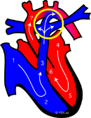Bild 28 Cirkulation-Kardiovaskulära systemet Myocardiet omoget Fetal cirkulation ductus sluts 24-96 timmar Autonoma nervsystemet omoget parasympatiska nervsystemet färdigt vid födseln medan