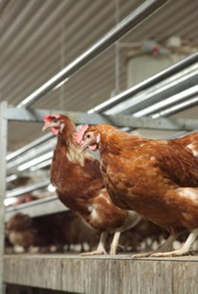 Sveriges lantbruksuniversitet Fakulteten för landskapsplanering, trädgårds- och jordbruksvetenskap Högbeläggningssystem för frigående värphöns Erfarenheter 2011 Aviary