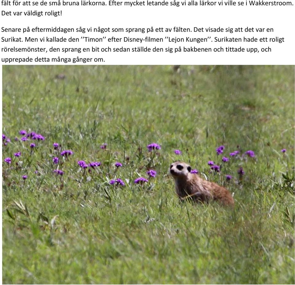 Det visade sig att det var en Surikat. Men vi kallade den Timon efter Disney-filmen Lejon Kungen.