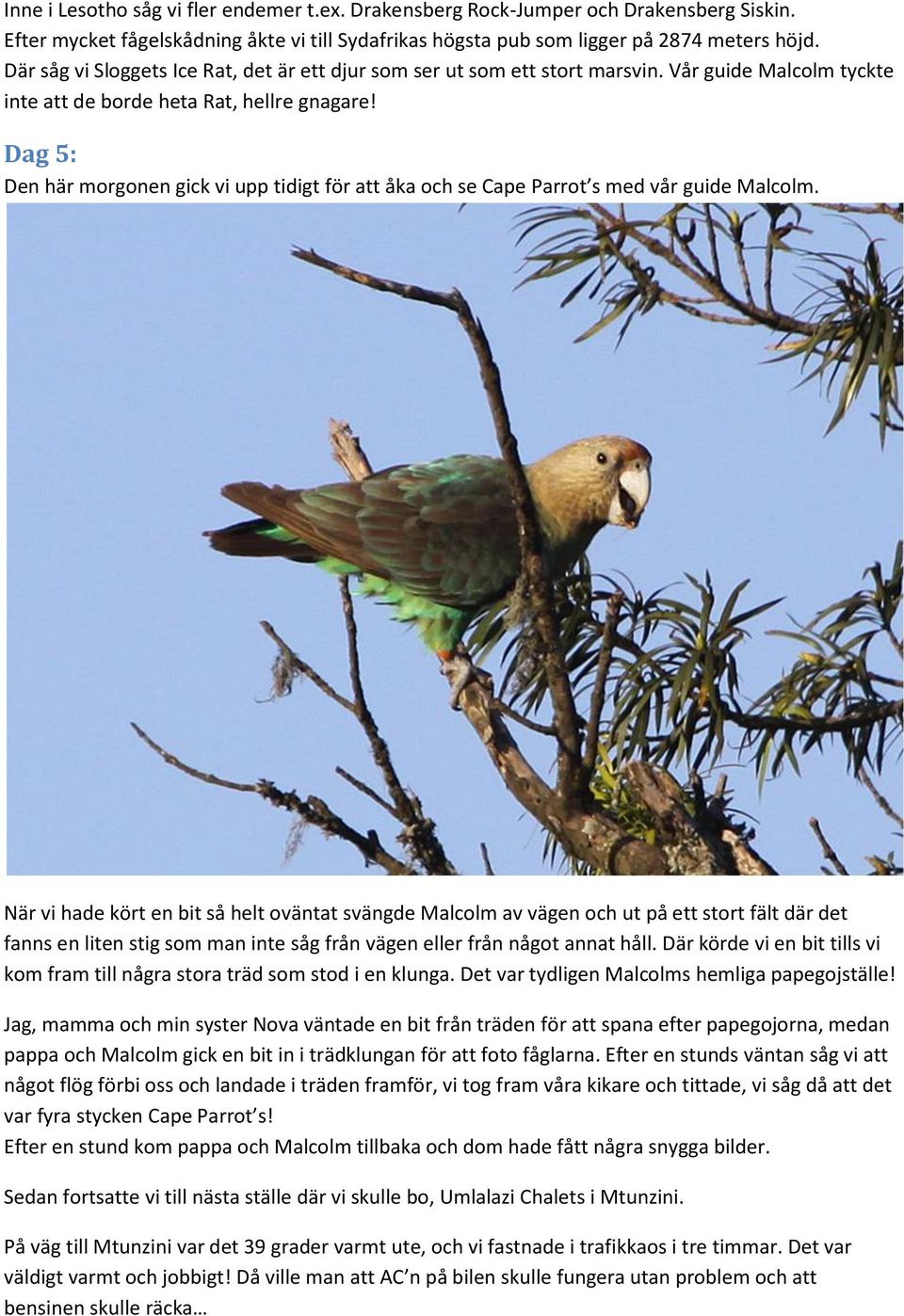 Dag 5: Den här morgonen gick vi upp tidigt för att åka och se Cape Parrot s med vår guide Malcolm.