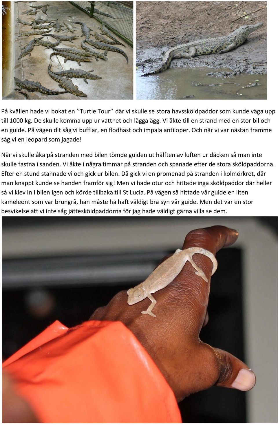 När vi skulle åka på stranden med bilen tömde guiden ut hälften av luften ur däcken så man inte skulle fastna i sanden. Vi åkte i några timmar på stranden och spanade efter de stora sköldpaddorna.