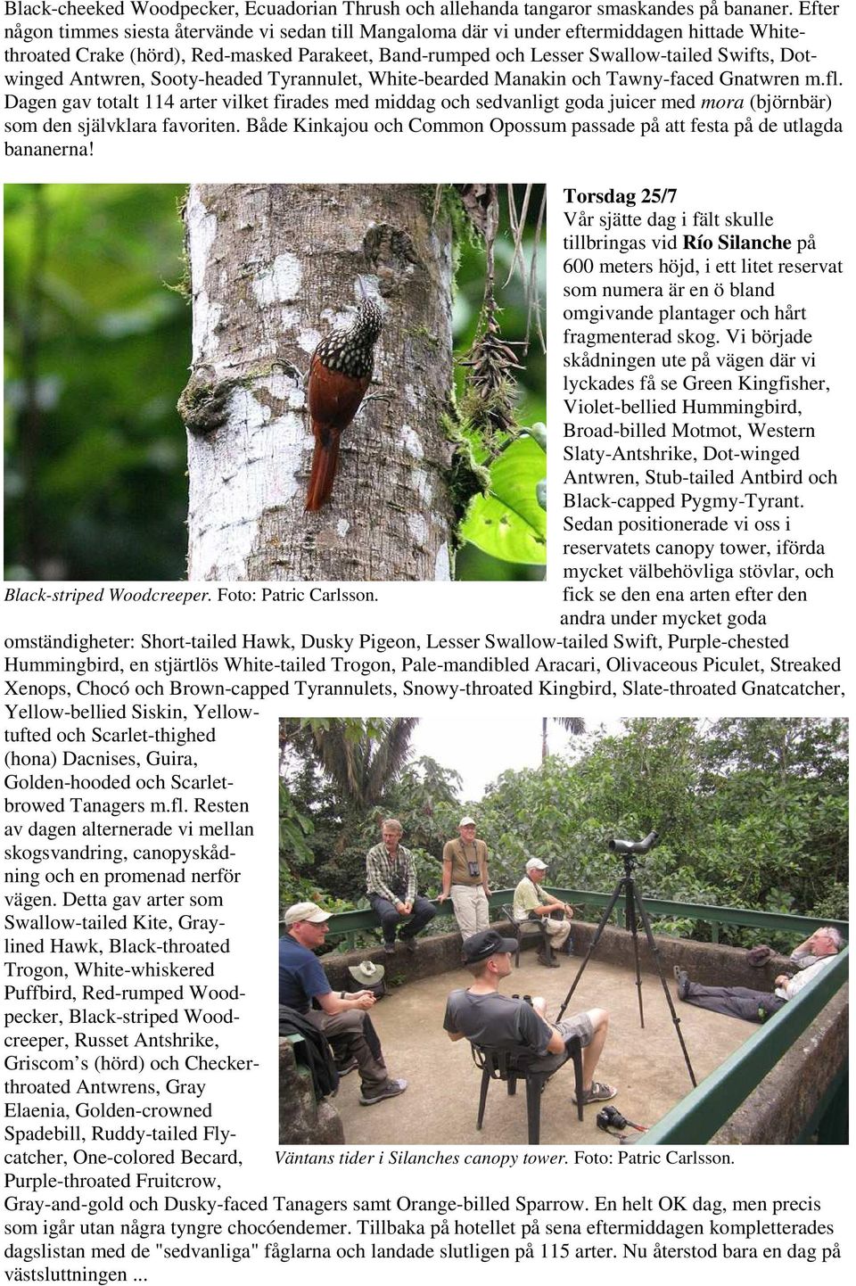 Antwren, Sooty-headed Tyrannulet, White-bearded Manakin och Tawny-faced Gnatwren m.fl.