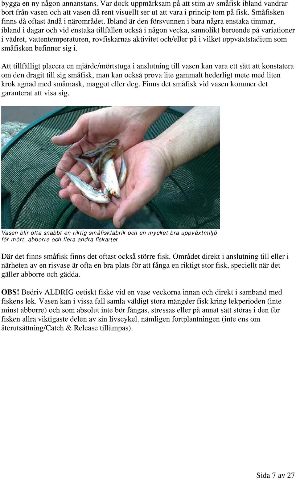 Ibland är den försvunnen i bara några enstaka timmar, ibland i dagar och vid enstaka tillfällen också i någon vecka, sannolikt beroende på variationer i vädret, vattentemperaturen, rovfiskarnas