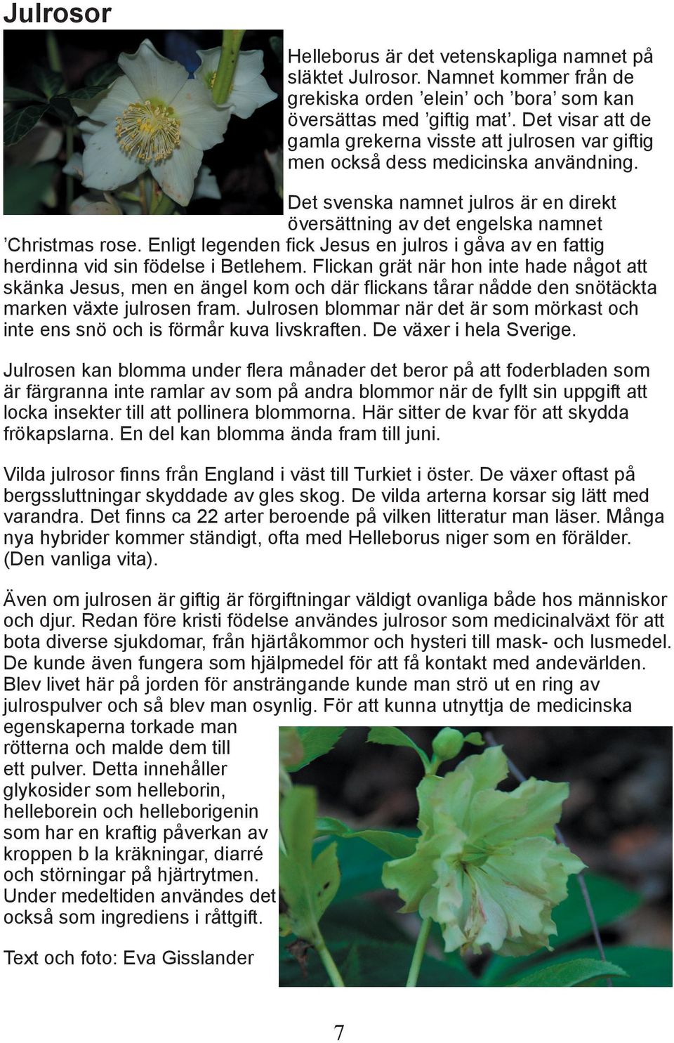 Enligt legenden fick Jesus en julros i gåva av en fattig herdinna vid sin födelse i Betlehem.