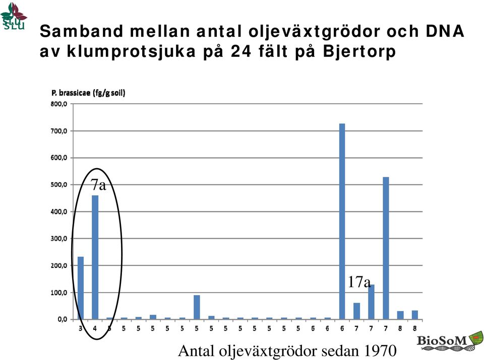 klumprotsjuka på 24 fält på