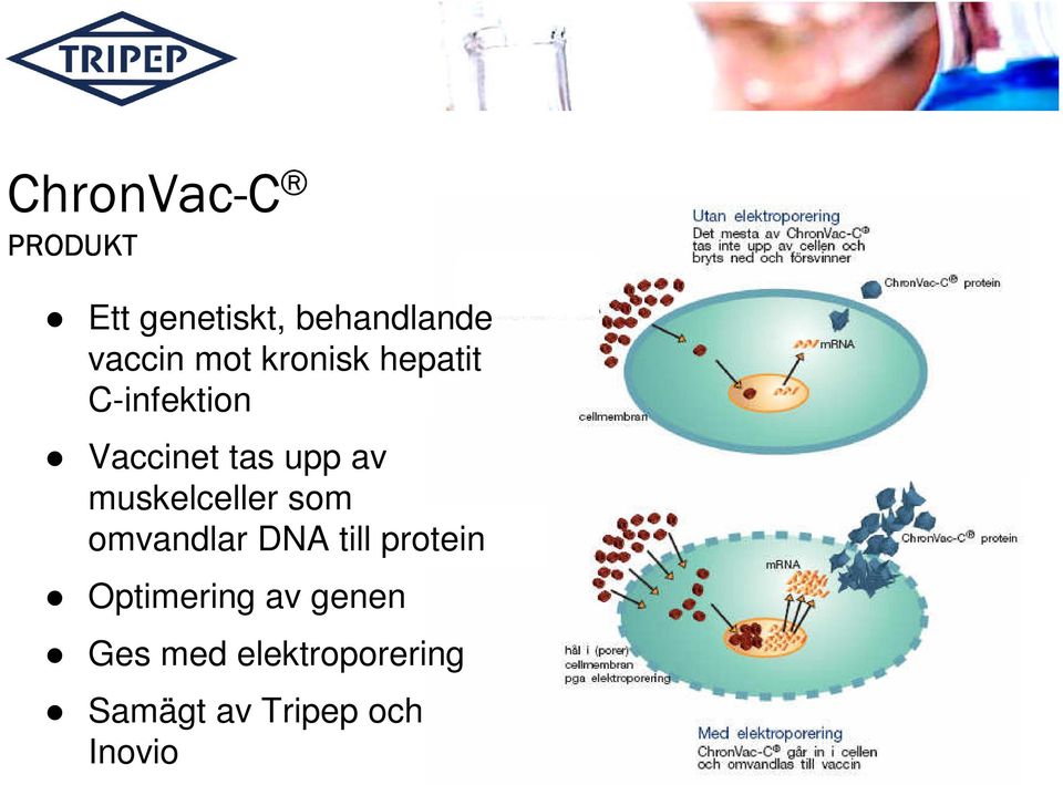 muskelceller som omvandlar DNA till protein Optimering